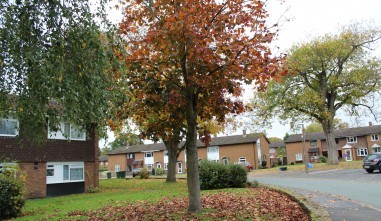 Ash Grove