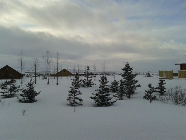 Snow covered trees