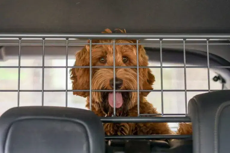 dog behind a cage in a car