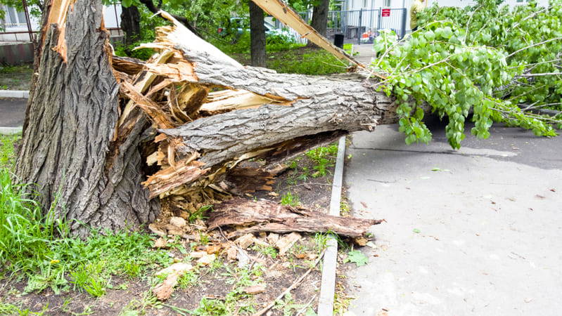 fallen trees on a road