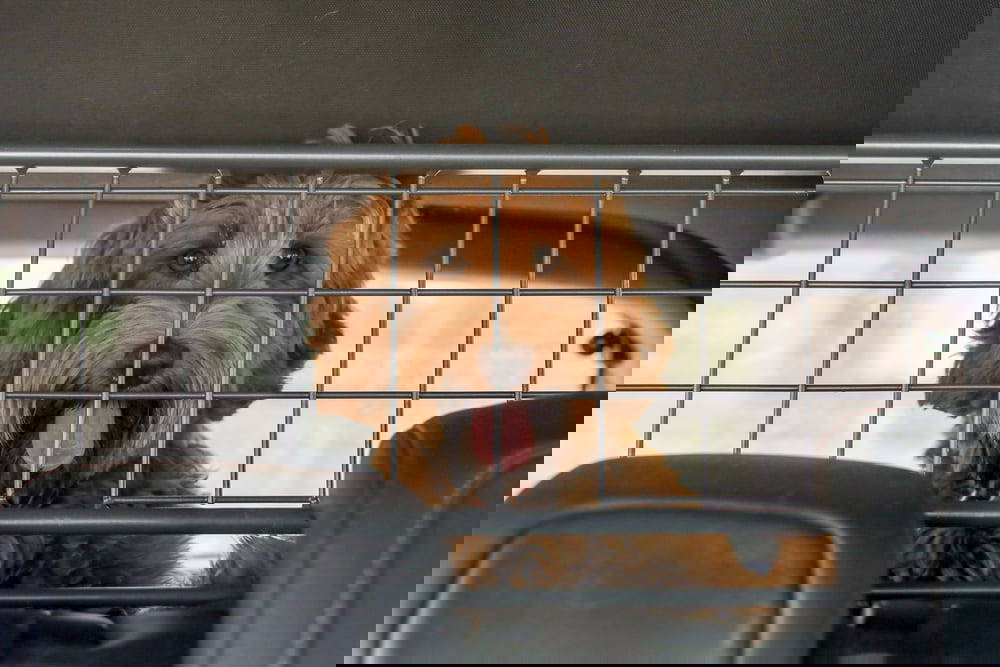 dog behind a cage in a car