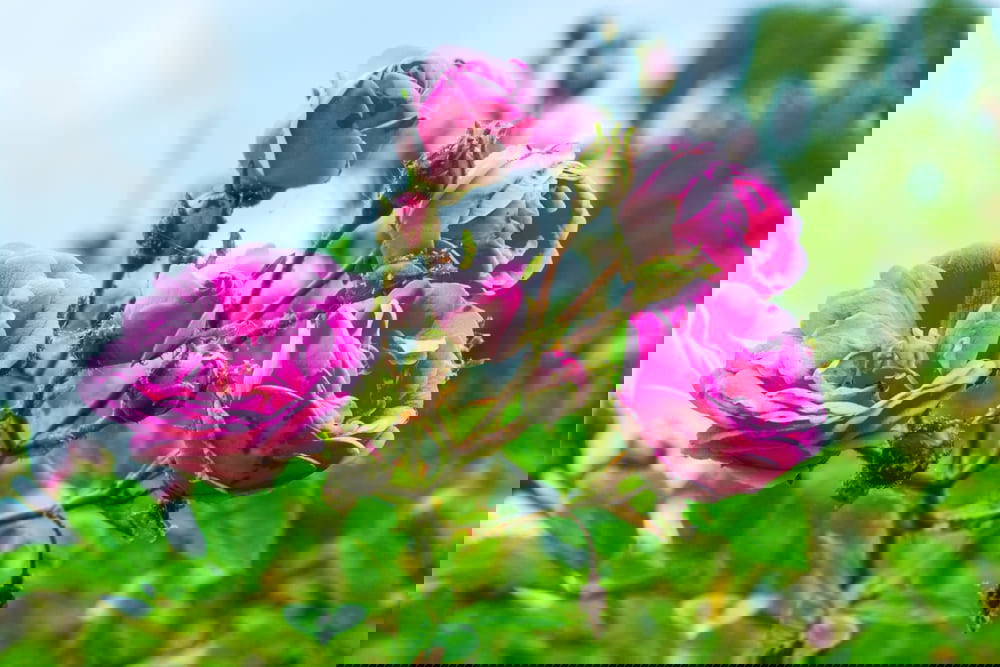 close up of pink flowers in garden